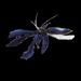 Bite Bug